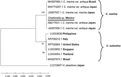 Deleterious effects of free fatty acids and hydrogen peroxide towards the dinoflagellate Gymnodinium catenatum